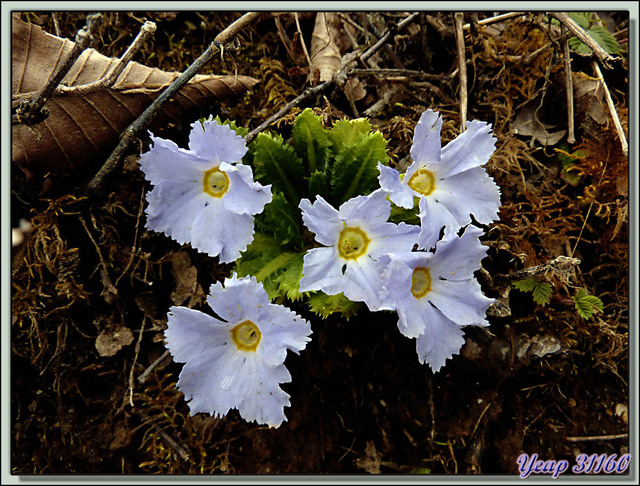 Blog de images-du-pays-des-ours : Images du Pays des Ours (et d'ailleurs ...), Primevère gracilipès (Primula gracilipes) - Col de Péléla (Pelela Pass) - Bhoutan