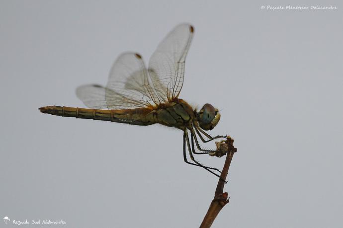 Sympetrum fonscolombii ♀ (Sympétrum à nervures rouges)