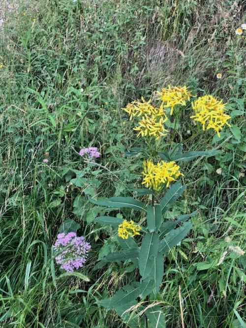 La Chau (Seyne - Montclar)