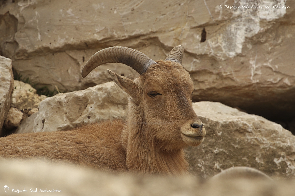 Mouflon a Manchette