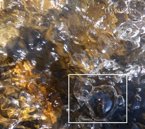 LES EMANANTS ANIMAUX 2