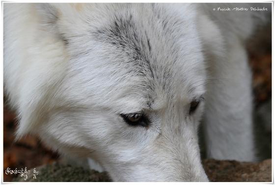 Loup du Mackenzie ( Canis lupus machenzii )
