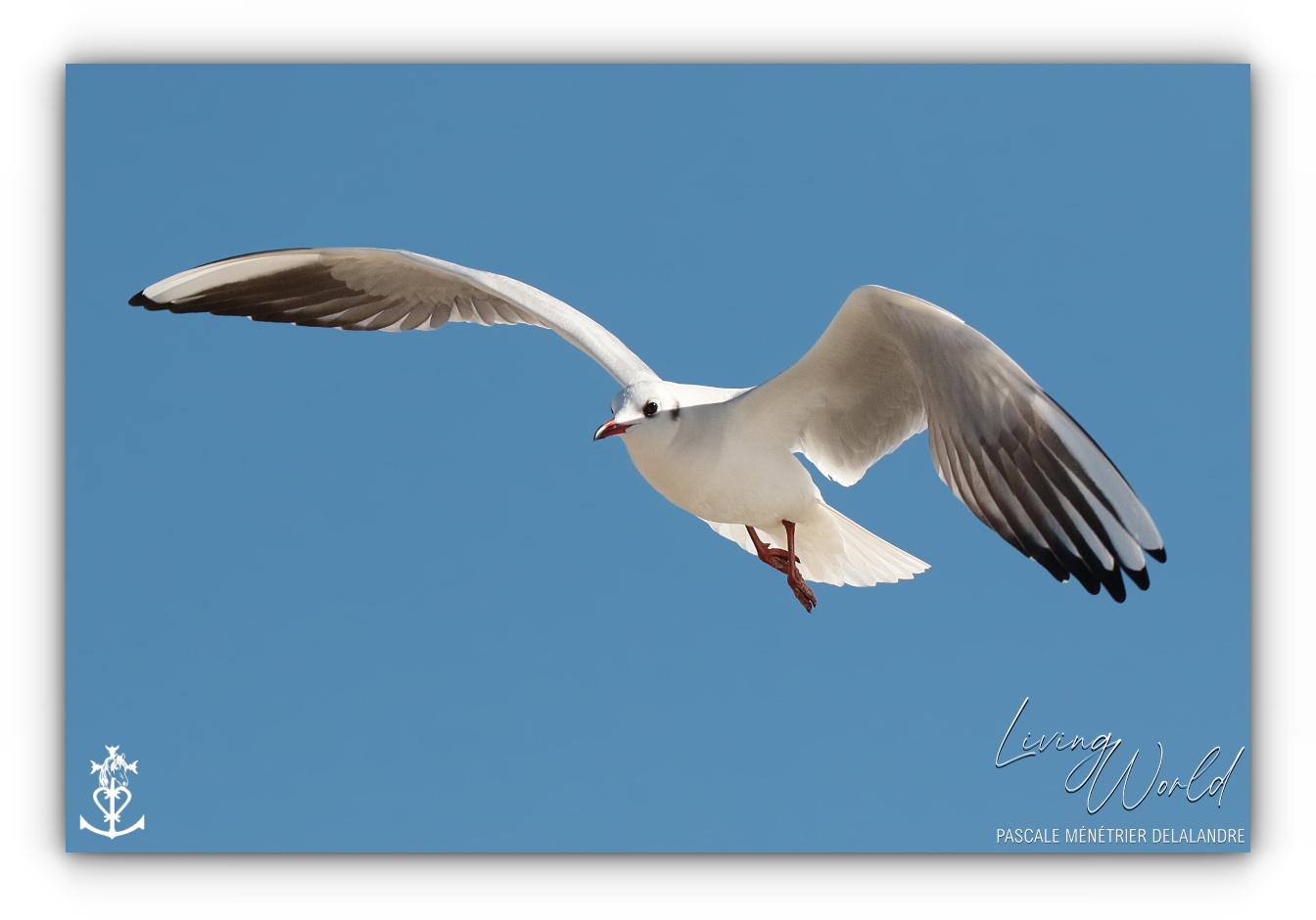 Dans le sable, dans l'eau ou dans les airs... seule ou en groupe.