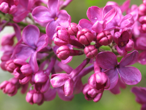 Sentiments de fleurs