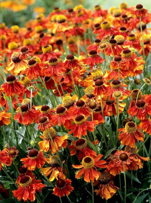 Fleurs cultivées : Hélénie