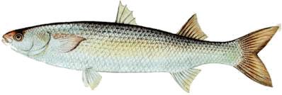 Les poissons divers