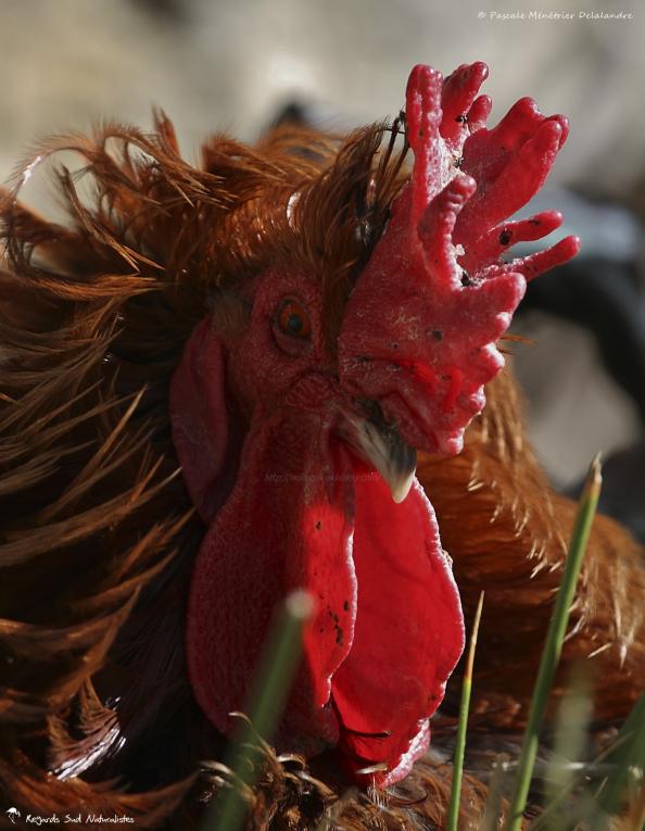 Portraits de Coq