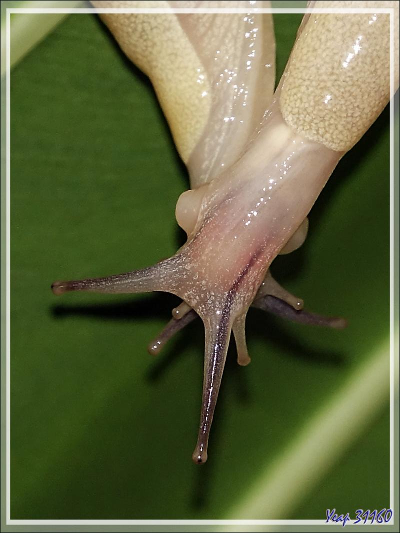 Grosse étreinte amoureuse pour deux limaces, Big hug in love for two slugs - Nosy Sakatia - Madagascar