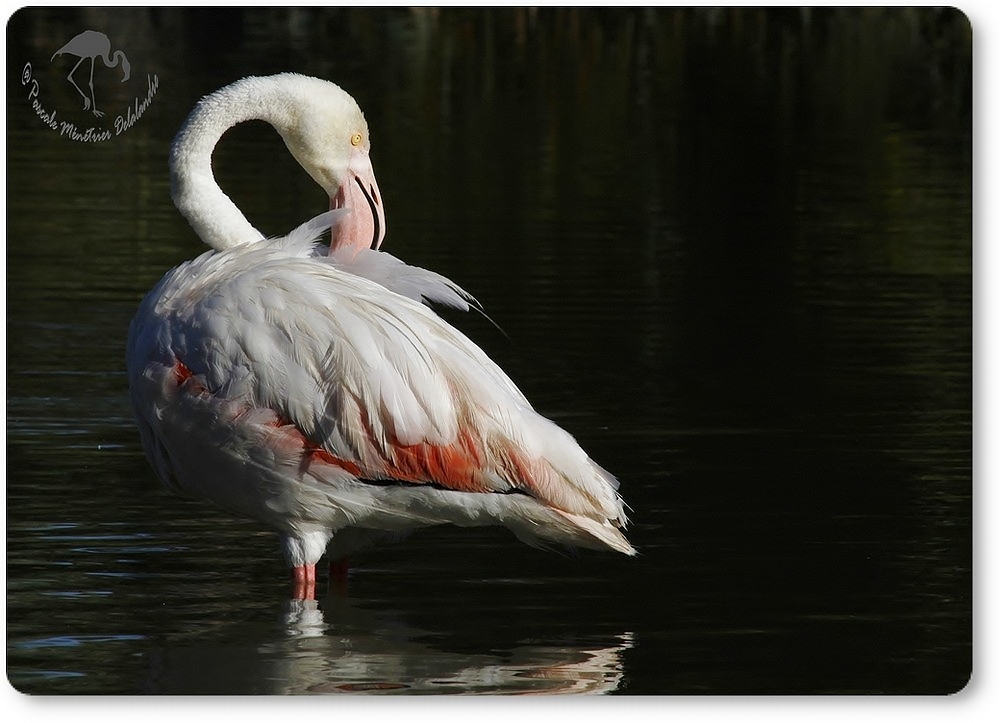 Flamants roses...