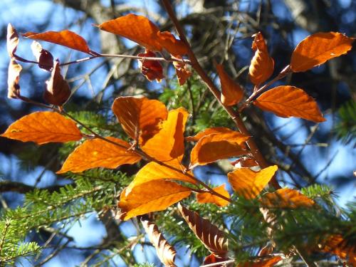 L'automne à l'Aigoual