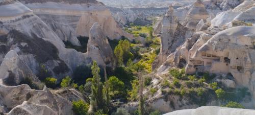 Allons cueillir la Rose !