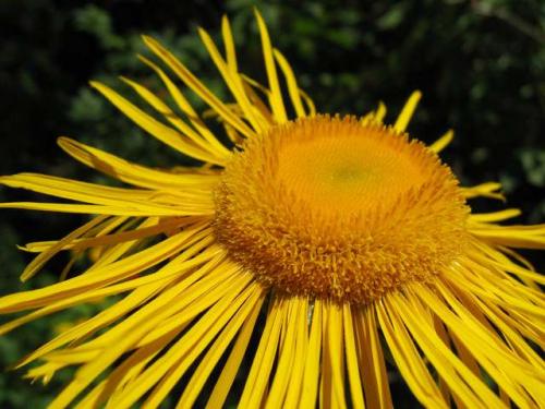 Fleurs cultivées : Hélénie