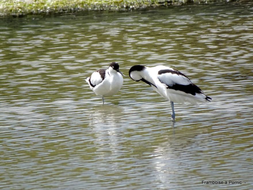 oiseaux dans le marais breton - mai 2022