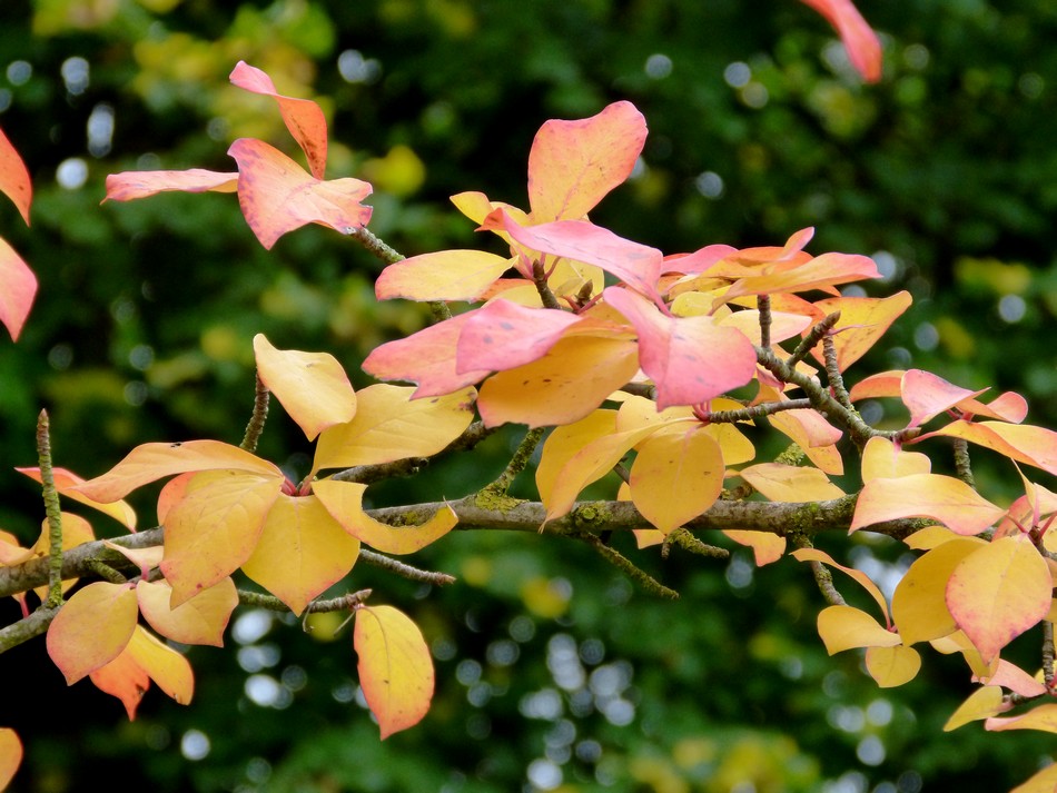 Trésors d'automne chez Anniclick