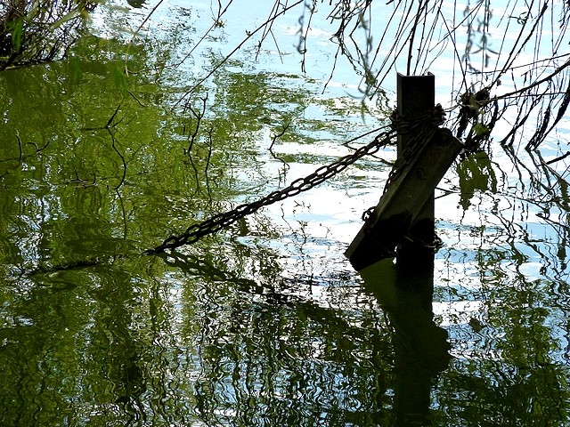 Cygne sur la Moselle 5 Marc de Metz 26 04 2013