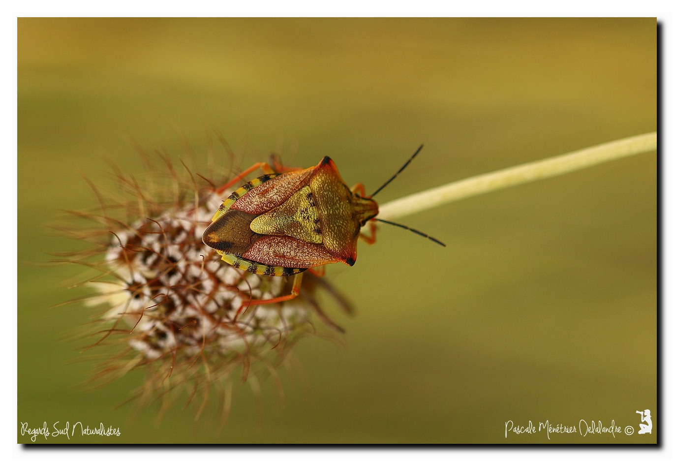Carpocoris mediterraneus (Pentatome méridional)