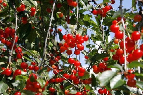 Arbre fruitier : Cerisier