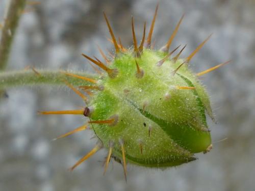 Fleurs cultivées : Morelle de Balbis
