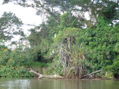 Le rio Frio entre Los Chiles et San Carlos (Nicaragua)