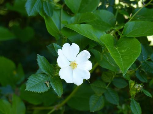 Flore du Plan d'Aups