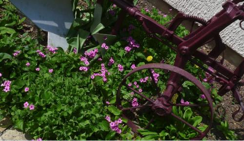 Le jardin m'inspire