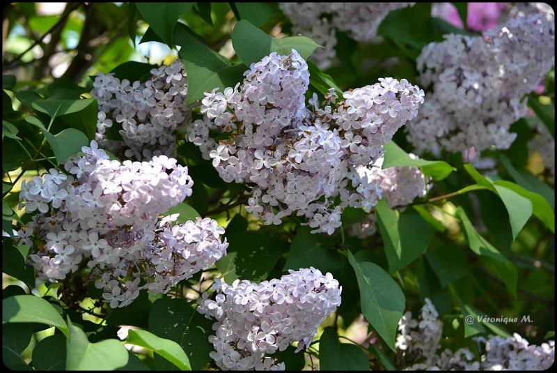 Jardin des Plantes : Le lilas