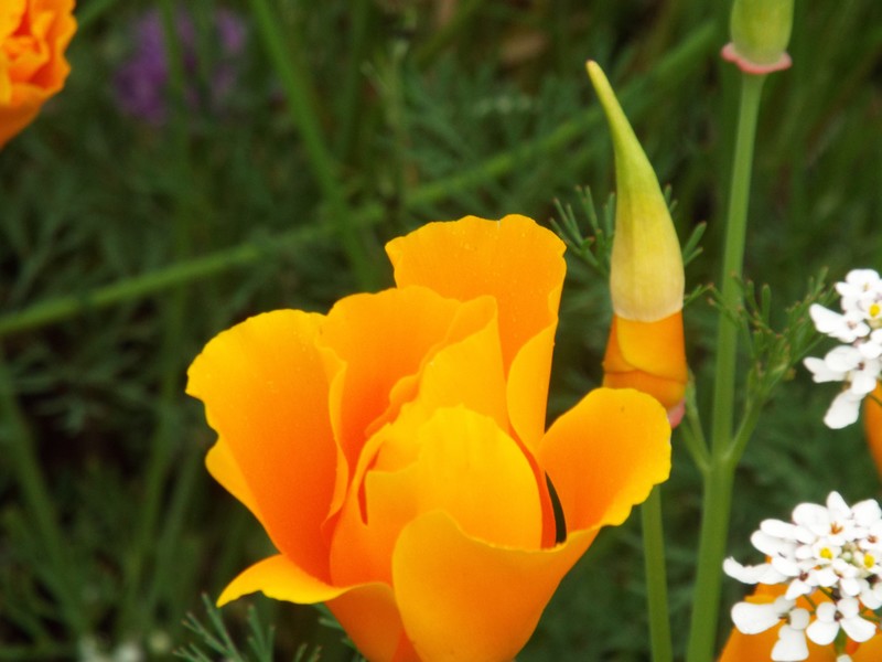 fleurs orange