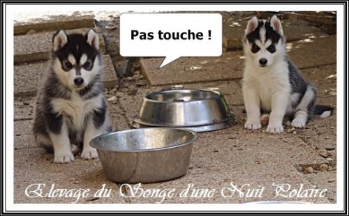 Portée d'Houka (12 août 2015)