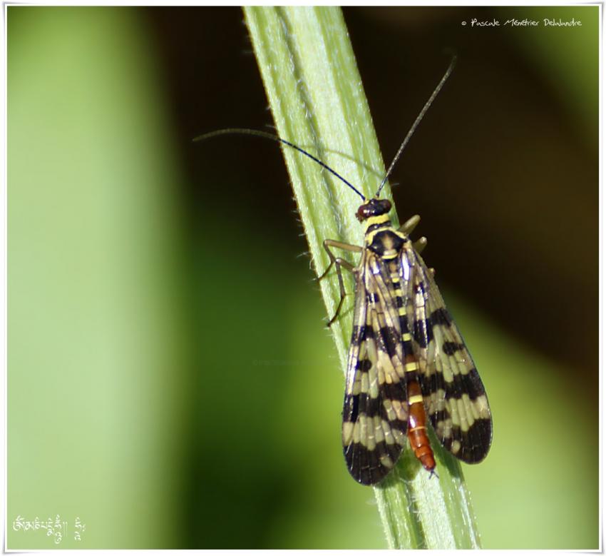 Panorpes ou mouche scorpion - Panorpa cognata ♀