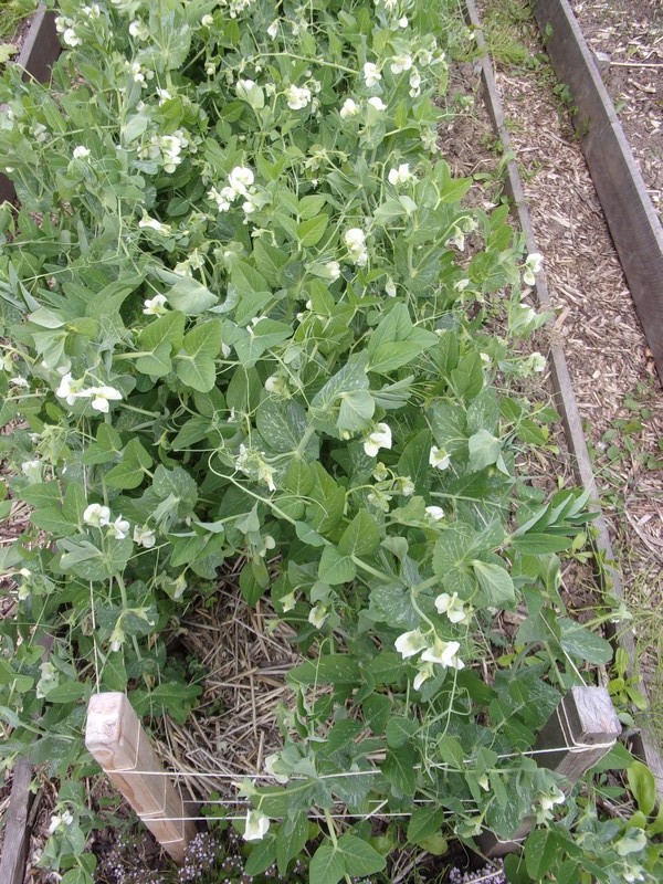 Petits pois chez soi ...