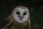 Tytonidae