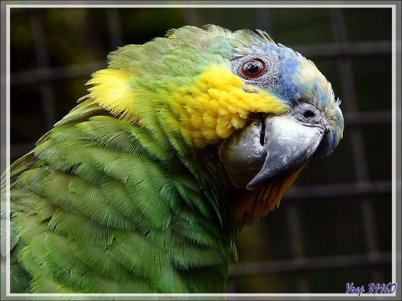 Amazone aourou, Orange-winged Amazon (Amazona amazonica) - Parque das Aves - Foz do Iguaçu - Brésil