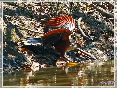 Petite soif pour le Hoatzin huppé (Opisthocomus hoazin) - Inkaterra Hacienda Concepcion - Puerto Maldonado - Pérou