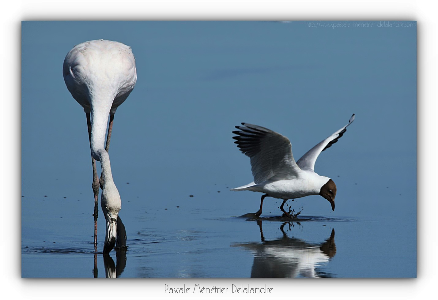 Repas d'un Flamant rose et d'une Mouette rieuse