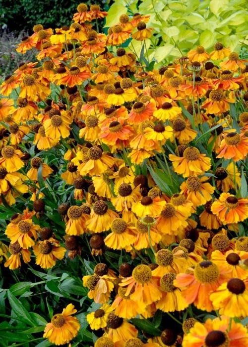 Fleurs cultivées : Hélénie
