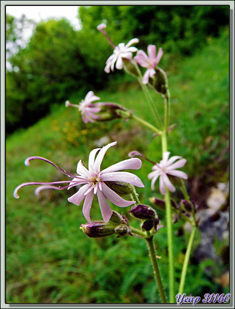 Silène penché (Silene nutans) - Saint-Martin-en-Vercors - 38  (Flore)