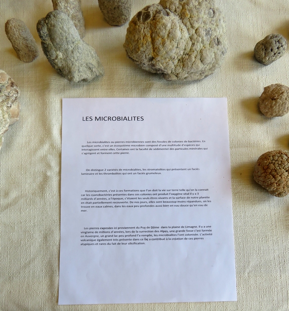 La 22ème foire aux graines, jardin et nature de Recey sur Ource, a attiré un nombreux public...