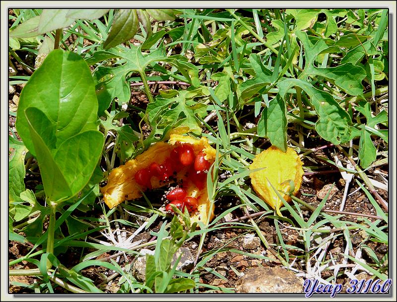 Fruits de Coccinia grandis - Huahine - Polynésie française