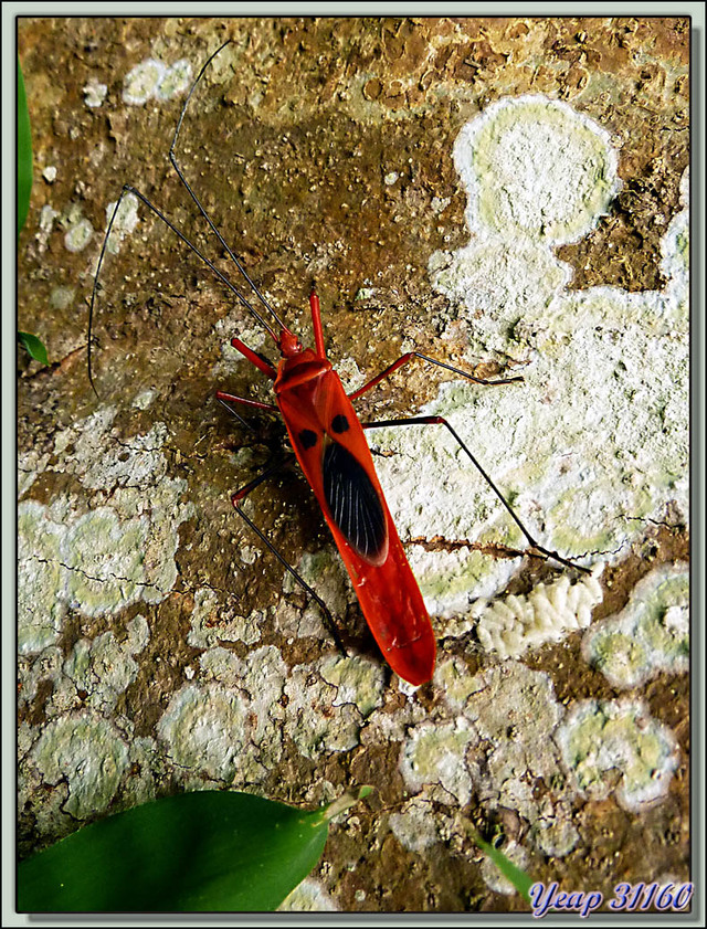 Blog de images-du-pays-des-ours : Images du Pays des Ours (et d'ailleurs ...), Punaise rouge "red cotton(silk) bug" (Dysdercus koenigii) - Parc National de Chitwan - Teraï - Népal