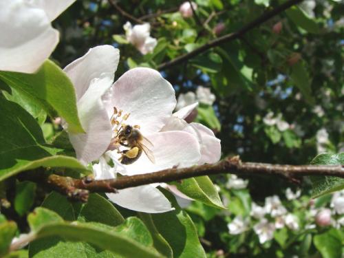 Arbre fruitier : Cognassier