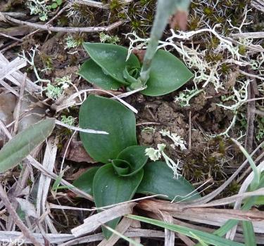 Spiranthes spiralis - spiranthe d'automne