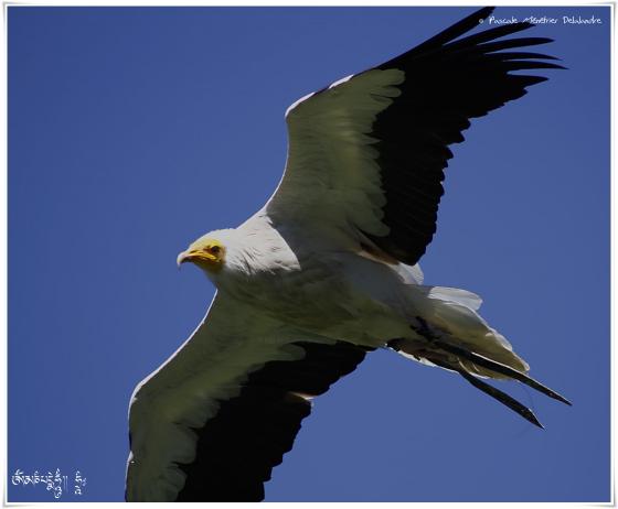 Vautour percnoptère - Neophron percnopterus - Egyptian Vulture