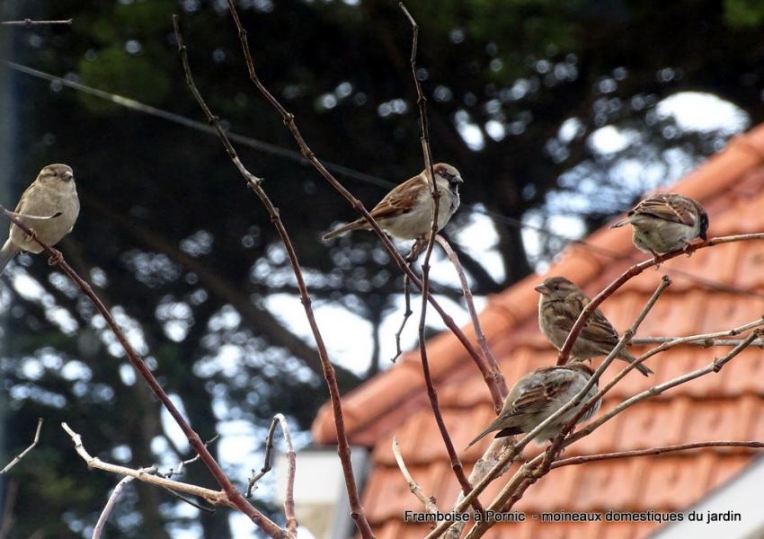Le moineau domestique du jardin - 2022