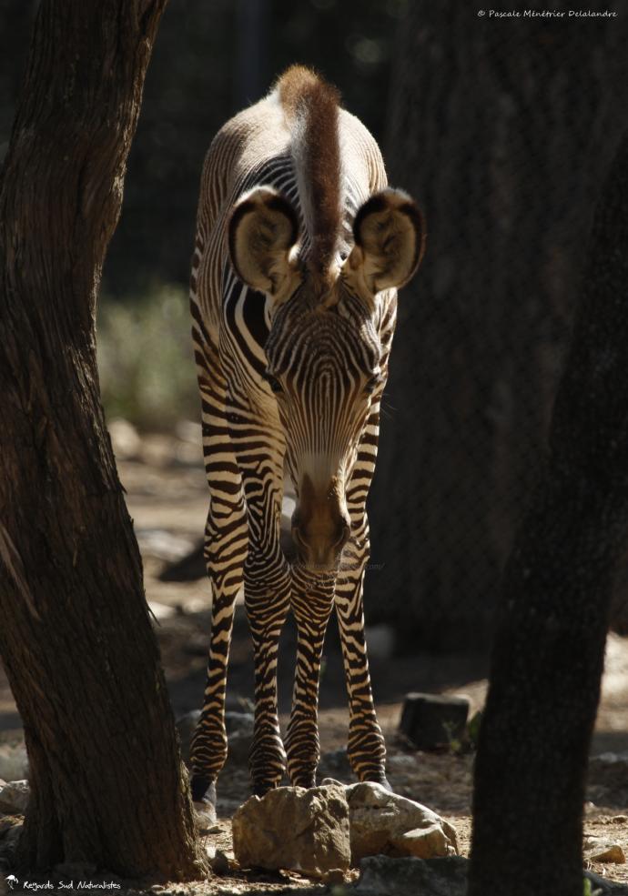 Zèbre de Grevy (Equus grevyi)