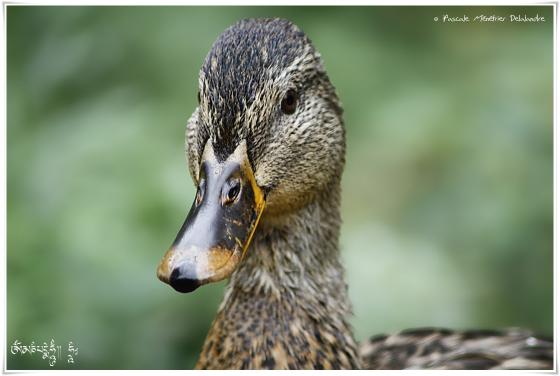 Canard colvert ♀