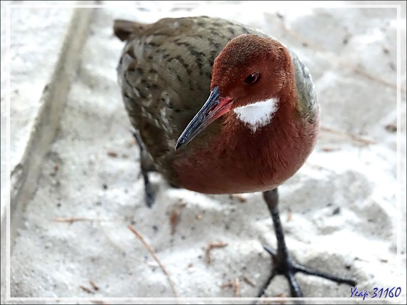 Tous les matins, nous avons les visites des Râles de Cuvier (Dryolimnas cuvieri) et des Pigeons de Madagascar (Nesoenas picturatus) - Nosy Tsarabanjina - Archipel des Mitsio - Madagascar