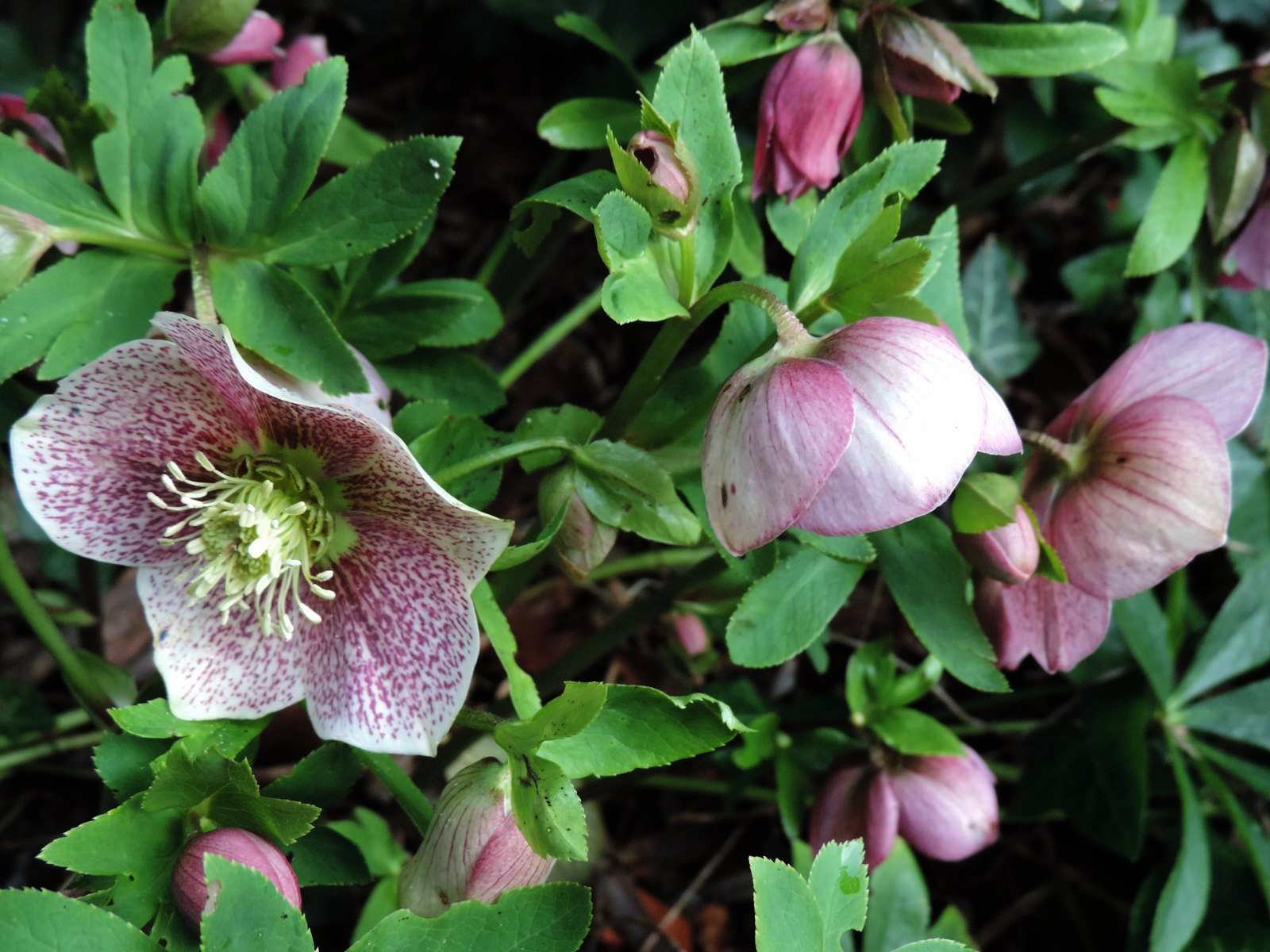 Hellebores