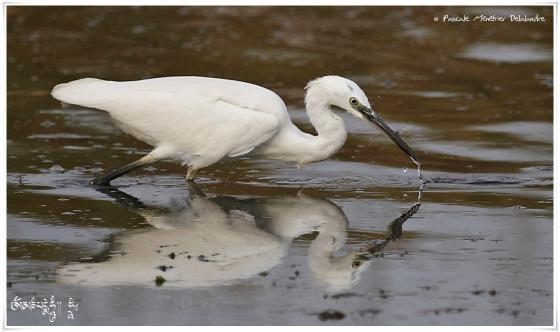 Aigrette garzette - Egretta garzetta - Little Egret