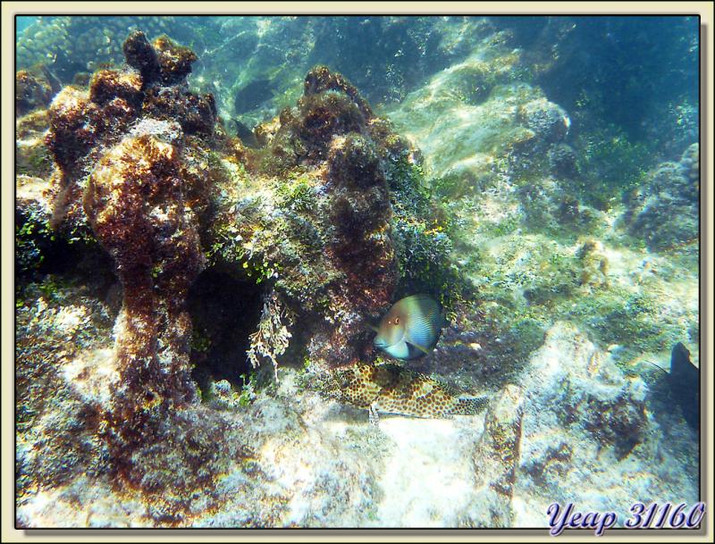 Macabit blanc ou Mérou gâteau de cire - Atoll Fakarava - Tuamotu - Polynésie française