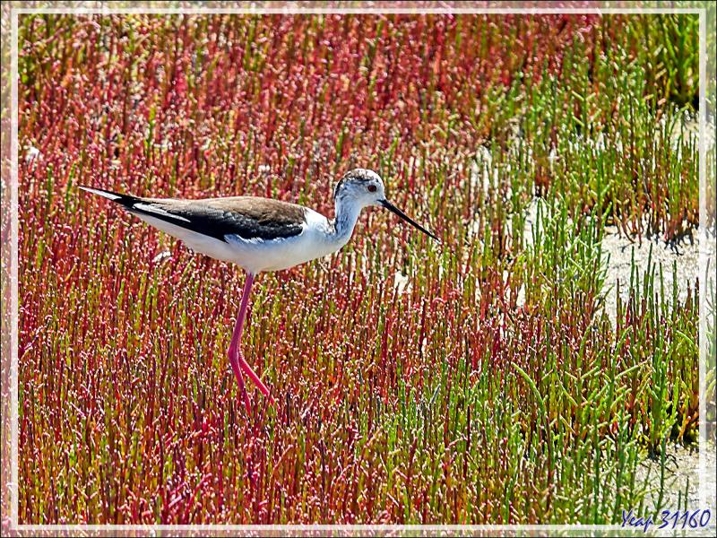 Échasse blanche, Black-winged Stilt (Himantopus himantopus) - Le Martray - Ars-en-Ré - Île de Ré - 17